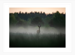 SARNA NA POLANIE WE MGLE biała rama.jpg
