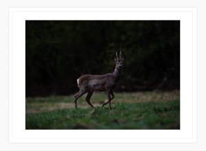 KOZIOŁ SARNY NA SKRAJU LASU biała rama.jpg