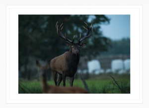 BYK JELENIA Z SARNĄ biała rama.jpg