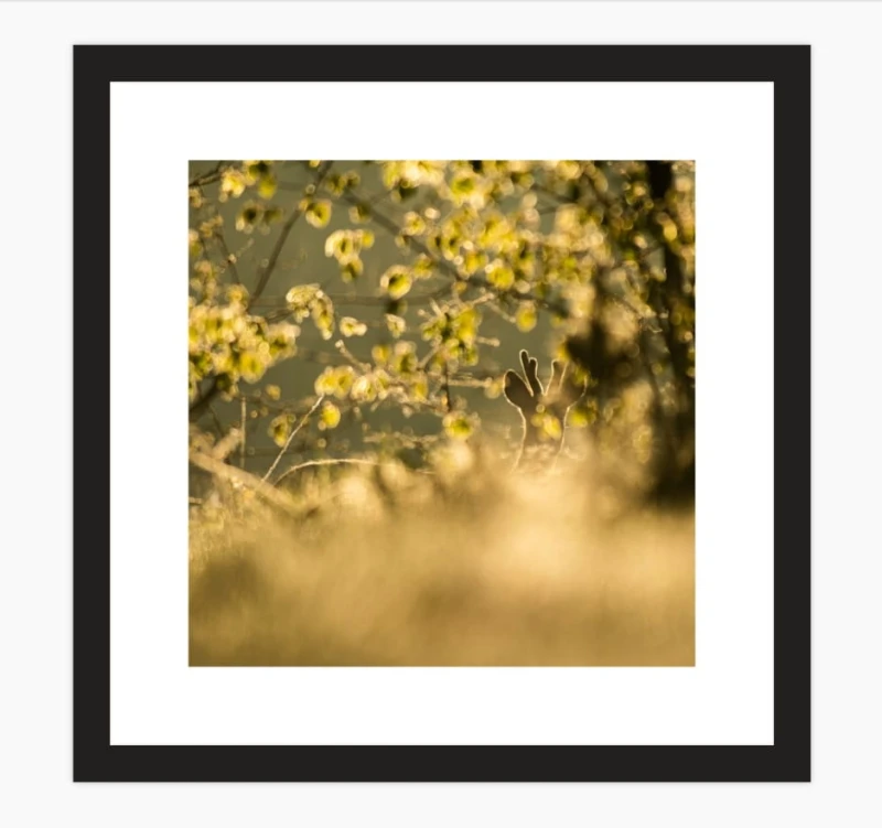 KOZIOŁ W KONTRZE kwadrat.jpg