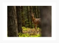 SARNA W SOSNOWYM LESIE biała rama.jpg