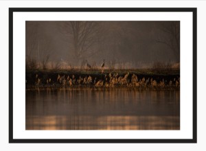 Wydruk w ramie "Para żurawi w marcowy poranek"