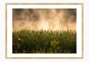 Wydruk w ramie "Pałki wodne w złotej mgle"
