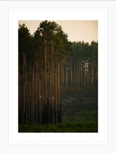 Wydruk w ramie "Sosnowy las"