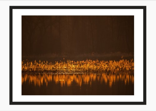 TRZCINA W ZŁOTYM ŚWIETLE PORANKA.jpg