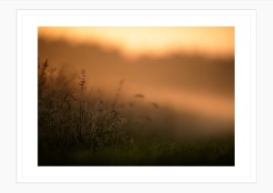 Wydruk w ramie "Złota łąka"