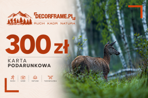 Karta podarunkowa 300 zł z jeleniem w lesie.png