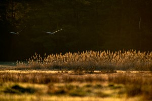 DSC_6572.jpg