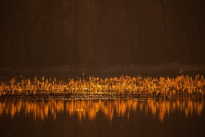 DSC_6203.jpg