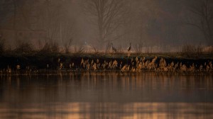 DSC_6204 (2).jpg