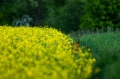 DSC_1785.jpg
