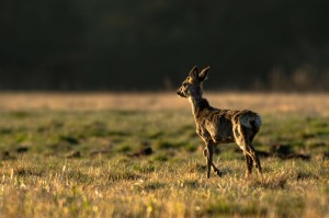 DSC_6620.jpg