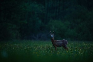 DSC_4873-Edit.jpg