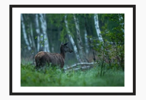 Wydruk w ramie "Łania"