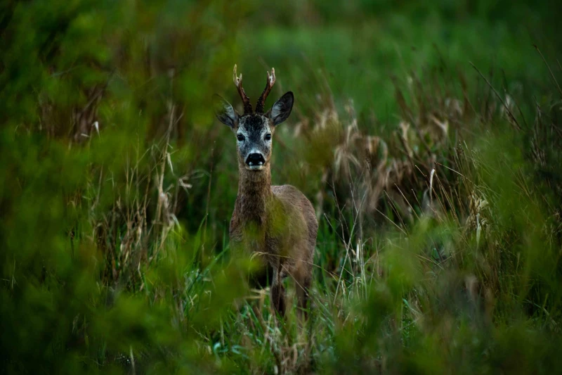 DSC_1418.jpg