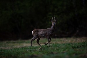 DSC_7238.jpg