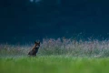 DSC_5435.jpg