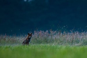 DSC_5435.jpg
