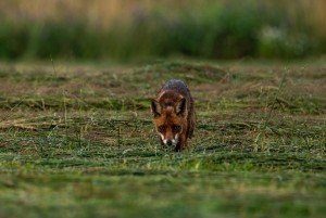 DSC_4159.jpg