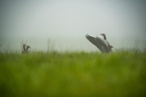 DSC_8456.jpg