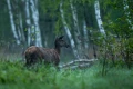 DSC_1445.jpg