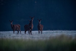DSC_4323.jpg