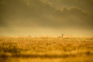 DSC_3247.jpg