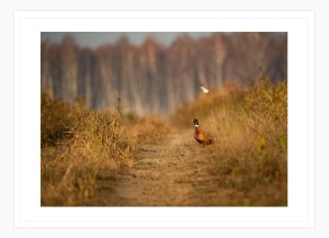 Wydruk w ramie "Bażant"