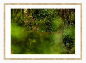 Wydruk w ramie "Byk w gęstwinie, rykowisko"